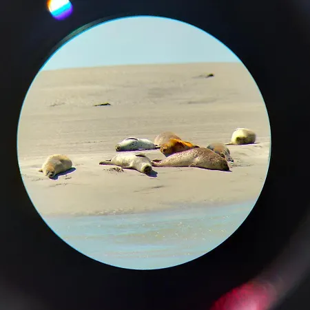 Superbe Cosy, A 50m De La Plage, 4 Pers Lejlighed *